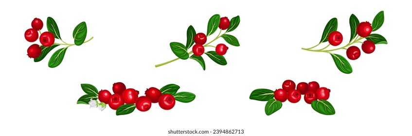 Cranberry Branch with Red Berry Fruit and Green Leaf Stem Vector Set