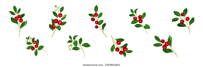 Cranberry Branch with Red Berry Fruit and Green Leaf Stem Vector Set