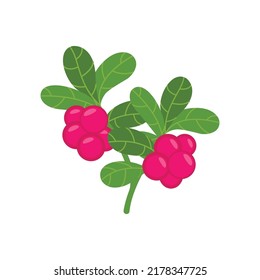 Cranberry Branch Vector Illustration with Red Fruit and Green Fibrous Leaf
