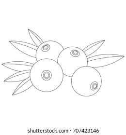 Cranberry cartoon. Outlined illustration with thin line black stroke