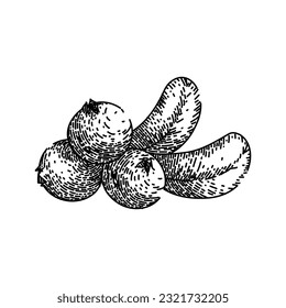 cranberry cowberry fruit hand drawn. red berry, wild lingonberry, bearberry above, redberry overhead, collection dessert cranberry cowberry fruit vector sketch. isolated black illustration