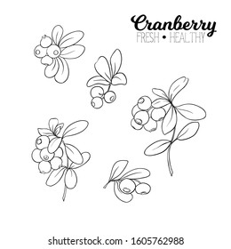 Cranberry. Element For Design. Good For Product Label. Outline Hand Drawing Vector Illustration..