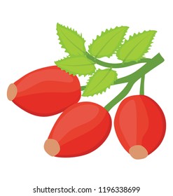 
Cranberry fruit in a bunch in red color 
