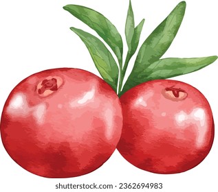 cranberry fruit composition  watercolor illustration isolated element