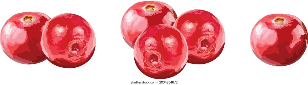Fruto de arándano sobre fondo blanco.