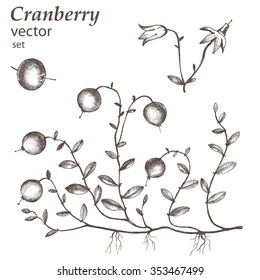 Cranberry.  Hand drawn illustration. Wild berries set.