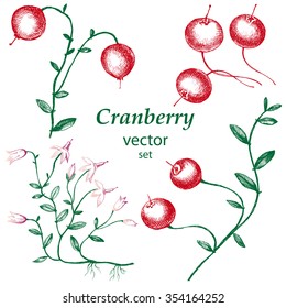 Cranberry.  Hand drawn illustration. Wild berries set.