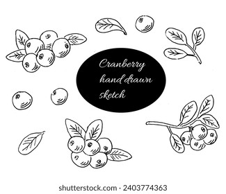 Cranberry Hand Drawn sketch outline set. Vector illustration isolated. Vector illustration included cranberry plant parts - berry, leaves, branches. 
