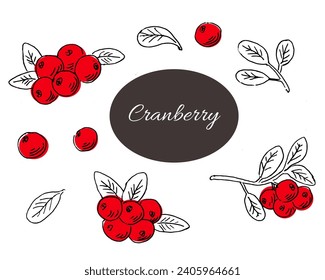 Cranberry Hand drawn sketch outline with red color. Vector illustration can used for berry background, pattern, food and drink label. Set of berry full isolated. 