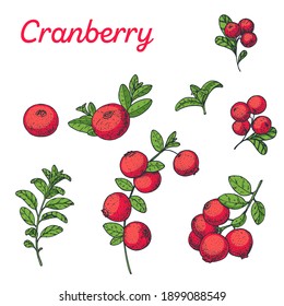 Cranberry hand drawn vector illustration. Colorful cranberries . Vector illustration.