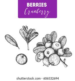 Cranberry Hand Drawn Vector Illustration Set. Engraved Food Image.