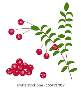 Cranberry. Isolated vector color image on a white background. Flat style.