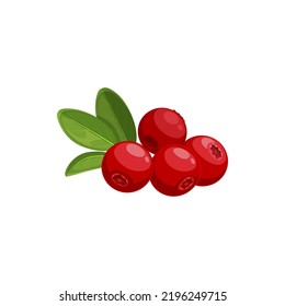 Cranberry aislado icono vector, bayas silvestres con hojas verdes sobre fondo blanco. Alimentos saludables, producción natural orgánica, elemento de diseño de dibujos animados