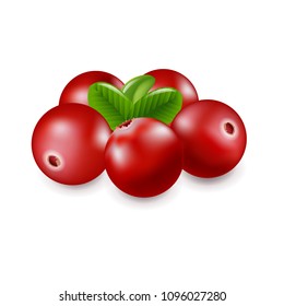 Cranberry Isolated White background With Gradient Mesh, Vector Illustration