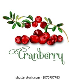 Cranberry leaves and berries isolated on white background. Realistic digital paint.