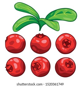 Cranberry with leaves isolated on white background. Berry branch cranberries. Hand drawn vector illustration. 