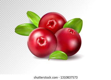 Cranberry with leaves on transparent background. Quality realistic vector, 3d illustration