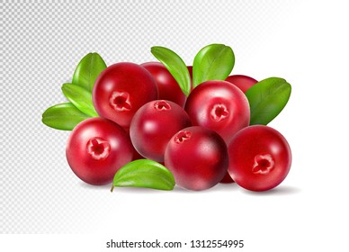 Cranberry with leaves on transparent background. Quality realistic vector, 3d illustration