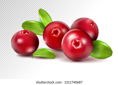 Cranberry with leaves on transparent. Full depth of field. Quality realistic vector, 3d illustration