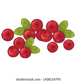 Cranberry with leaves, vector image