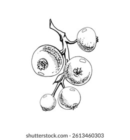 Cranberry lingonberry cluster bunch on branch vector hand drawn in ink, ripe forest berry bearberry teaberry wintergreen. Isolated botanical illustration. Restaurant, dessert cafe menu, farmers market