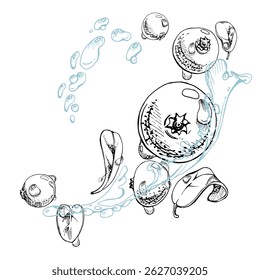 Cranberry lingonberry flying in water splash with green leaves and drops, ripe forest berry bearberry teaberry wintergreen vector hand drawn in ink. Isolated illustration for cafe menu, farmers market