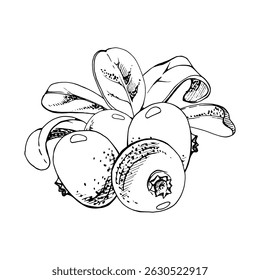 Cranberry lingonberry green leaves bunch. vector hand drawn in ink, ripe swamp forest berry bearberry teaberry wintergreen. Isolated botanical illustration for restaurant, cafe menu, farmers market