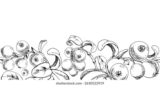 Cranberry lingonberry on branch with green leaves, ripe forest berry teaberry bearberry wintergreen cluster group, vector hand drawn in ink. Isolated seamless banner border for menu, farmers market