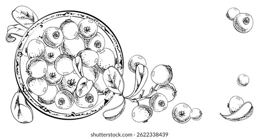 Cranberry lingonberry on ceramic plate, green leaves, vector hand drawn in ink, scattered ripe red forest berry. Isolated illustration for restaurant, dessert cafe menu, farmers market, home preserves