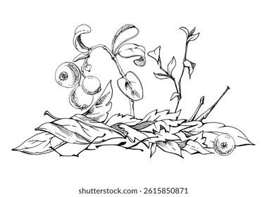 Cranberry lingonberry twigs branches on dry leaves, vector hand drawn in ink. Ripe swamp forest berry, bearberry teaberry wintergreen. Isolated botanical illustration. Restaurant menu, farmers market