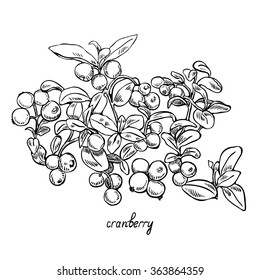 Cranberry,  monochrome, line art