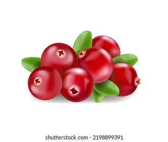 Cranberry realista con hojas sobre fondo blanco. ilustración vectorial 3d realista