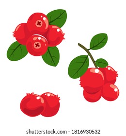 cranberry set and leaf isolated on white background. Vector illustration.
