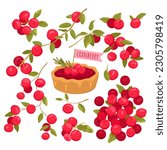 Cranberry set vector illustration. Cartoon isolated vitamin red berry fruit on branch with leaf, summer twig of botanical plant and organic food ingredient for portion cranberry sweet cake or tart