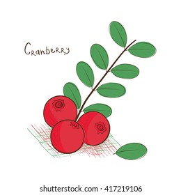 Cranberry. Sketch. Drawing on a white background.