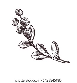 Cranberry sprig with berries and leaves, forest, wild berry. Graphic botanical illustration hand drawn in brown ink. Isolated objects