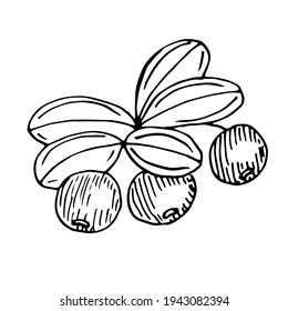 Cranberry twig, berries and leaves, vector illustration, hand drawing, sketch