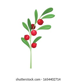Cranberry Twig with Green Leaves Isolated on White Background Vector Illustration