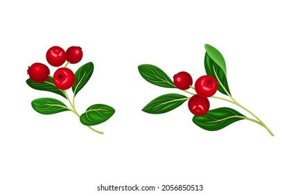 Cranberry twigs with red ripe berries and green leaves set vector illustration