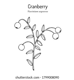 Cranberry or Vaccinium oxycoccos, edible and medicinal plant. Botanical hand drawn vector illustration