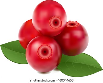 Cranberry Vector