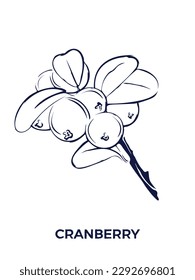 Ilustración botánica del vector de cerezo sobre fondo blanco