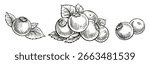 Cranberry vector drawing. Isolated berry branch sketch on white background. Summer fruit engraved style illustration. Detailed hand drawn vegetarian food.
