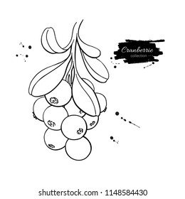 Cranberry vector drawing. Isolated berry branch sketch on white background.  Summer fruit outline style illustration. Detailed hand drawn vegetarian food. Great for label, poster, print