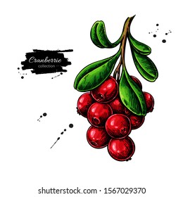 Cranberry vector drawing. Isolated berry heap sketch on white background. Summer fruit illustration. Detailed hand drawn vegetarian food. Great for label, poster, print