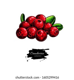 Dibujo vectorial de cereza. Esbozo aislado del montón de bayas sobre fondo blanco. Ilustración de frutas de verano. Platos vegetarianos detallados a mano. Excelente para etiquetas, afiches, impresión
