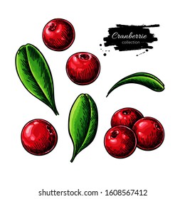 Cranberry vector drawing. Isolated berry branch sketch on white background. Summer fruit illustration. Detailed hand drawn vegetarian food. Great for label, poster, print