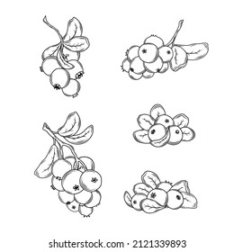 Cranberry Vector Drawing. Isolated Berry Branch Sketch On White Background.