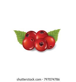 Cranberry vector illustration