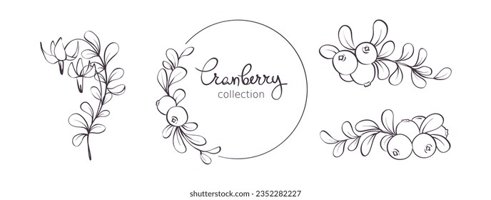 Cranberry - vector illustration. Design elements with a branch with leaves and berries. Sketch in lines, freehand drawing.	